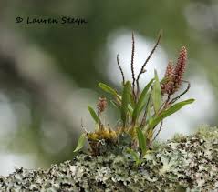 Image result for Polystachya woosnamii