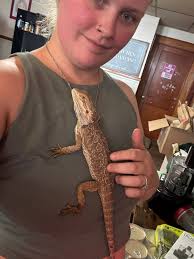 Bearded dragon with enclosure pm for info