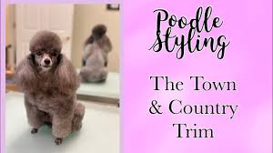 But, owners will have to take a little more care when it comes to grooming, in order to keep that white fur clean. The Best 25 Haircut Styles For Poodles With Pictures Poodle Report