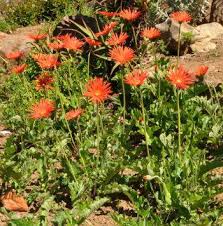 Image result for Gerbera jamesonii