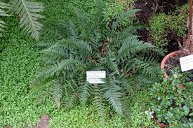 Image result for Polystichum sinense