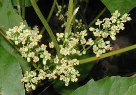 Poison ivy also has leaves clustered in three, but they are glossy with smooth or toothed edges, the fda says. Poison Ivy Flowers In Orange And Green