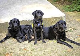 Another area a yorkie can be used as a service dog is lap duty. How To Register Your Dog As An Assistance Dog In The Uk
