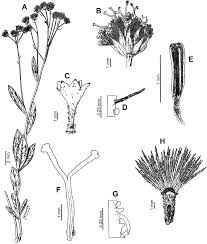 Image result for Stomatanthes