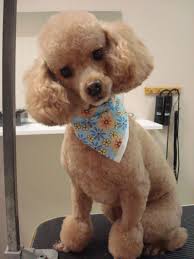 140 Poodle Haircuts Your Pet Will Definitely Love