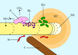 Check spelling or type a new query. Rhizosphere Wikipedia