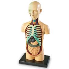 The spine provides support to hold the head and body up straight. Human Anatomy Torso Model Carolina Com