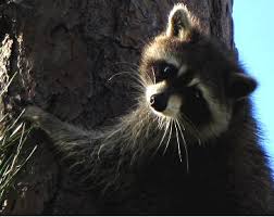 Maybe you would like to learn more about one of these? Wild File Q A If Raccoons Are Out In The Daytime Are They Dangerous Crew Land Water Trust