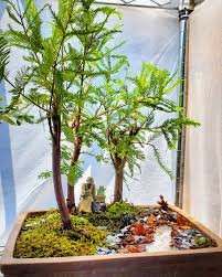 The bald cypress bonsai (taxodium distichum) is especially popular for use as bonsai in the swampy areas of the southeastern united states, where it is common in the wild. Bald Cypress Forest Bonsai