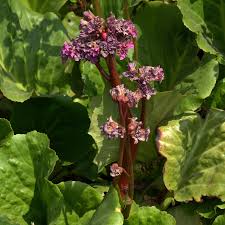 Image result for Rheum