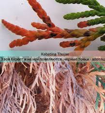 Image result for kabatina thujae