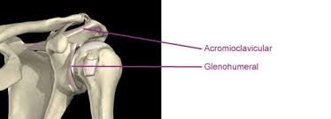 This diagram with labels depicts and explains the details of shoulder anatomy pictures. Shoulder Anatomy Shoulder Conditions The Shoulder Unit