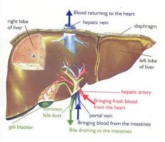 The blood vessels are the components of the circulatory system that transport blood throughout the human body. What Blood Vessel Pumps Blood From The Liver To The Heart Socratic