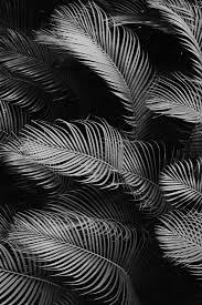 Black And White Backround Http Designspiration Net Image 1608752413977 Black And White Wallpaper Black And White Aesthetic Black And White Background