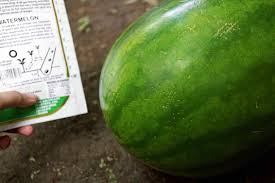 Jul 05, 2019 · the best way to tell if watermelon has gone bad is by tasting it. How To Tell If A Watermelon Is Ripe