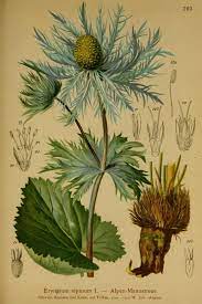 N158 W1150 Botanical Drawings Botanical Printables Botanical Art