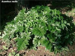 Image result for Thomandersiaceae