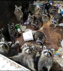 You can resize your pictures and images without changing their quality. Raccoon God Homestuck And Hiveswap Amino