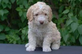 Our puppies come from strong working we follow the american veterinary society of animal behaviors recommendations regarding puppies. Spanish Water Dog Puppies Breeders Water Dogs