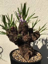 Image result for Xerophyta trichophylla