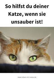 hilfe fur deine unsaubere katze katzen katzen verhalten katzen korpersprache