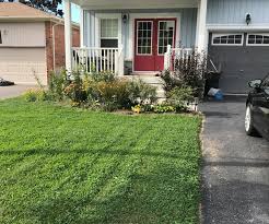 Once seeds, sod, or plugs are established, cut back. How To Reseed Your Lawn With Grass And Microclover