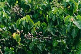 Image result for Thespesia populnea