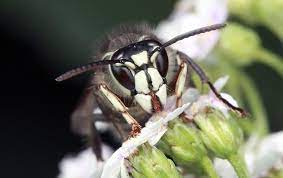 Baldfaced hornets are not true hornets, but rather a species in the yellowjacket family. Baldfaced Hornet Identification A Guide To Baldfaced Hornet Control