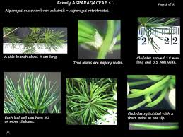 Image result for Asparagus macowanii