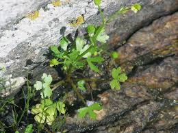 Image result for Ranunculus sceleratus