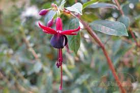 Fabulous Hardy Fuchsias With Fantastic Flowers Foliage Garden Help Fuchsia Foliage