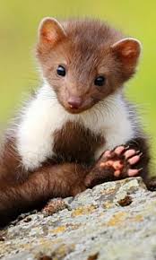 Is This A Pine Martin Or A Weasel Cute Baby Animals Cute Animals Animals Beautiful