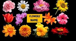 All flower names hindi and english list. Flowers Name In Hindi English à¤« à¤² à¤• à¤¨ à¤® List Of Flowers Name