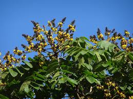 Image result for Centrolobium