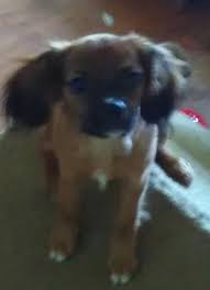 The cavalier king charles spaniel is one of the world's most popular dogs. Joyce Cavalier King Charles Spaniel Breeder In Hatfield Pennsylvania