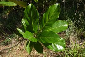 Image result for Diospyros loureiriana