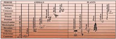 fossils rocks and time fossil succession