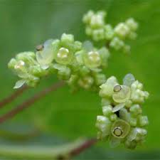 Image result for Cissampelos torulosa