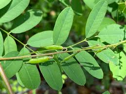 Image result for Indigofera antunesiana