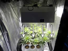 The lamp provides sufficient lighting for houseplants of all sizes and varieties, and it lasts for 15 years. Cannabis Grow Lights What S The Best Size Grow Weed Easy