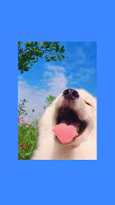 Cute Dog Smiling At The Sun And Clouds Dog Wallpaper Cute Summer Wallpapers Cute Cat Wallpaper