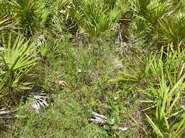 Image result for Julbernardia seretii