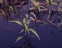 Image result for Persicaria senegalensis
