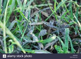 Dieser effekt entsteht dadurch, dass der pilz im. Mold Fungus Stockfotos Und Bilder Kaufen Alamy