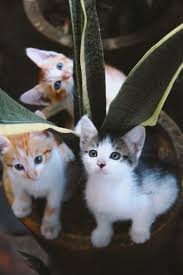 Download gambar belajar mewarnai untuk anak gambar doraemon kucing. Gambar Anak Kucing Yang Comel Dan Riang Membikin Si Tambi Cemburu
