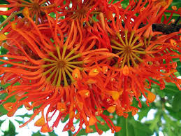 Any plant which lives for more than two years is considered as perennial. Firewheel Tree Flowers Perennials Rainforest Plants Flowering Trees