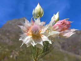 Image result for Gnidia burchellii