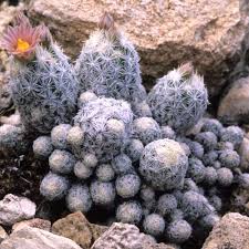Using a new sterilized pot (with a hole in the bottom) and new cactus soil mix. Escobaria Sneedii Var Leei Lee S Pincushion Cactus New Mexico Rare Plants