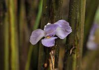 Image result for Halopegia azurea