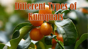 Check spelling or type a new query. 9 Different Types Of Kumquats With Images Asian Recipe